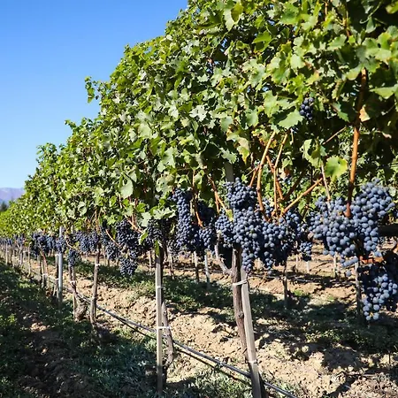 Uva Nestum Wine & Resort Gotse Delchev