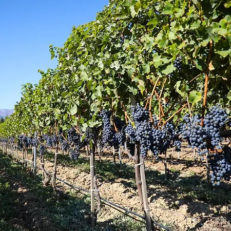 Uva Nestum Wine & 리조트 고체 델체프