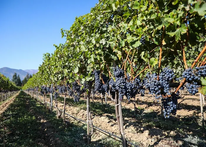 Uva Nestum Wine & Station touristique Gotse Delchev